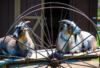 Gut Microbiome and Goat Health